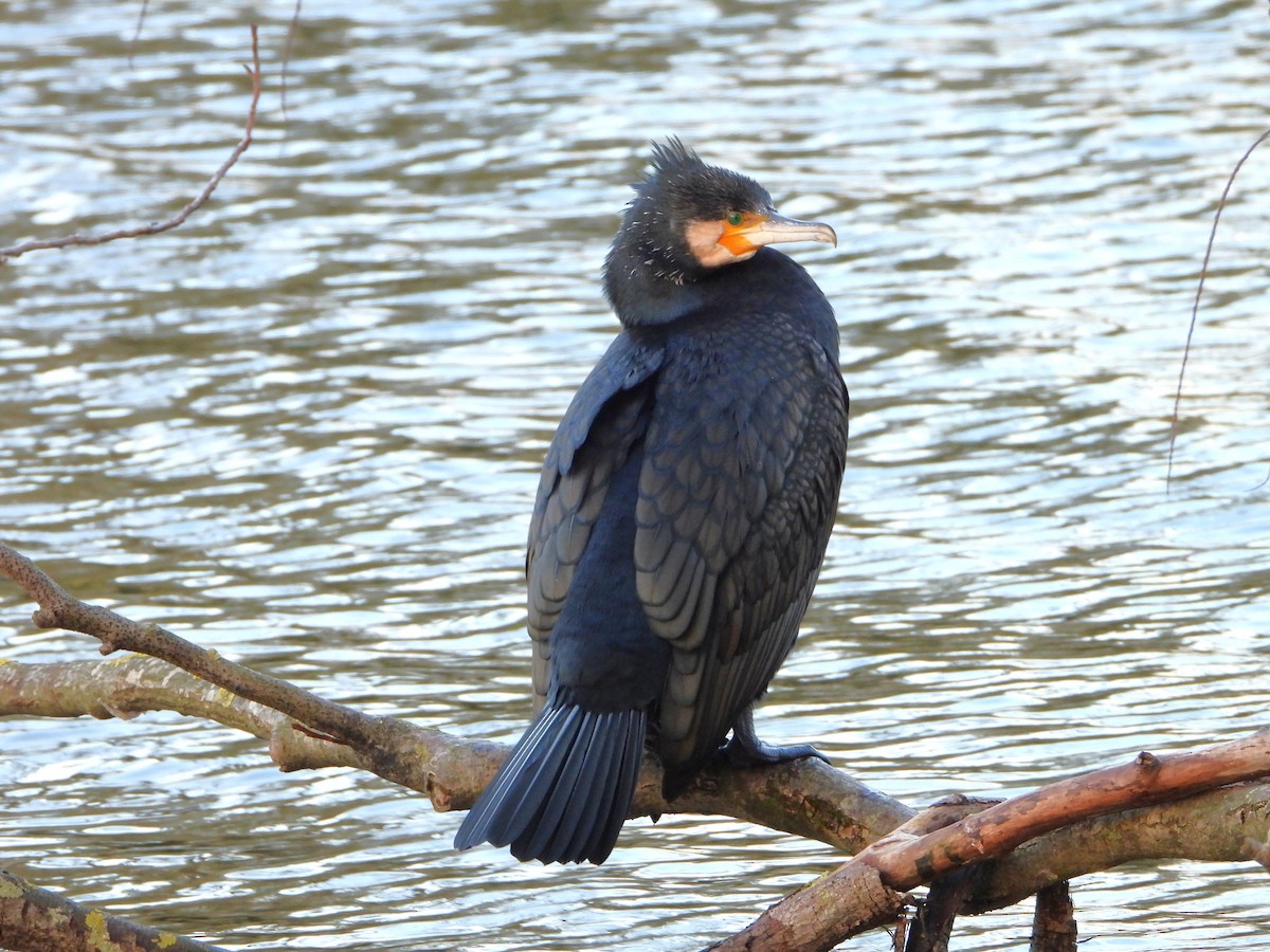 kormorán velký - ML647793471