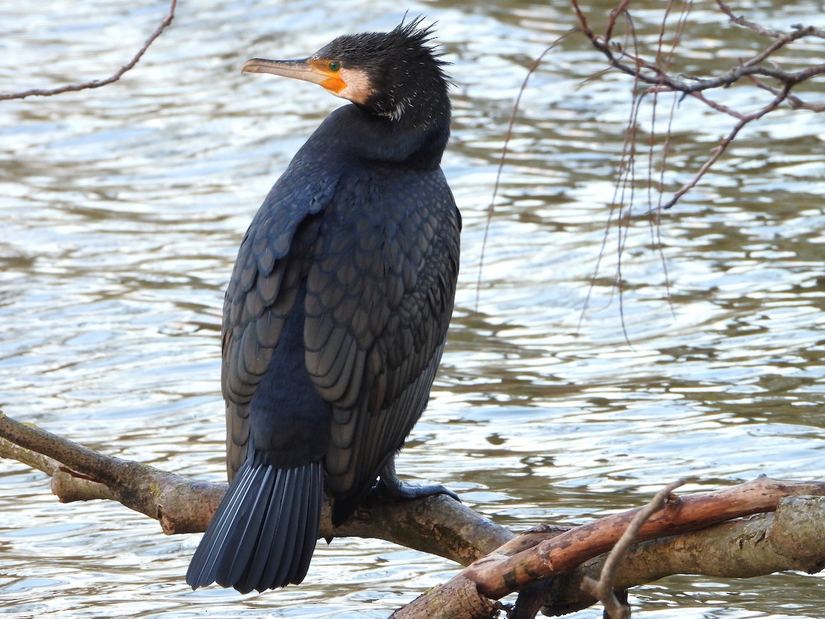 kormorán velký - ML647793472