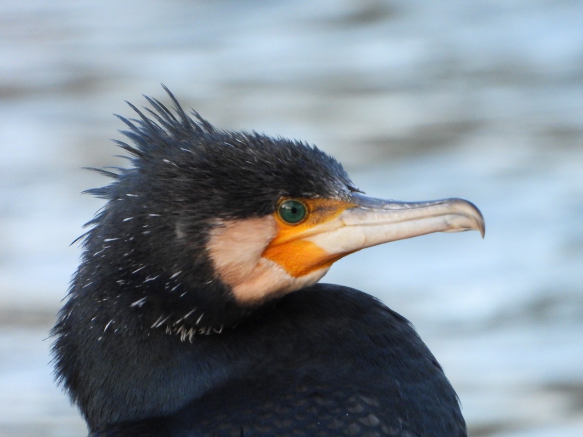 kormorán velký - ML647793473