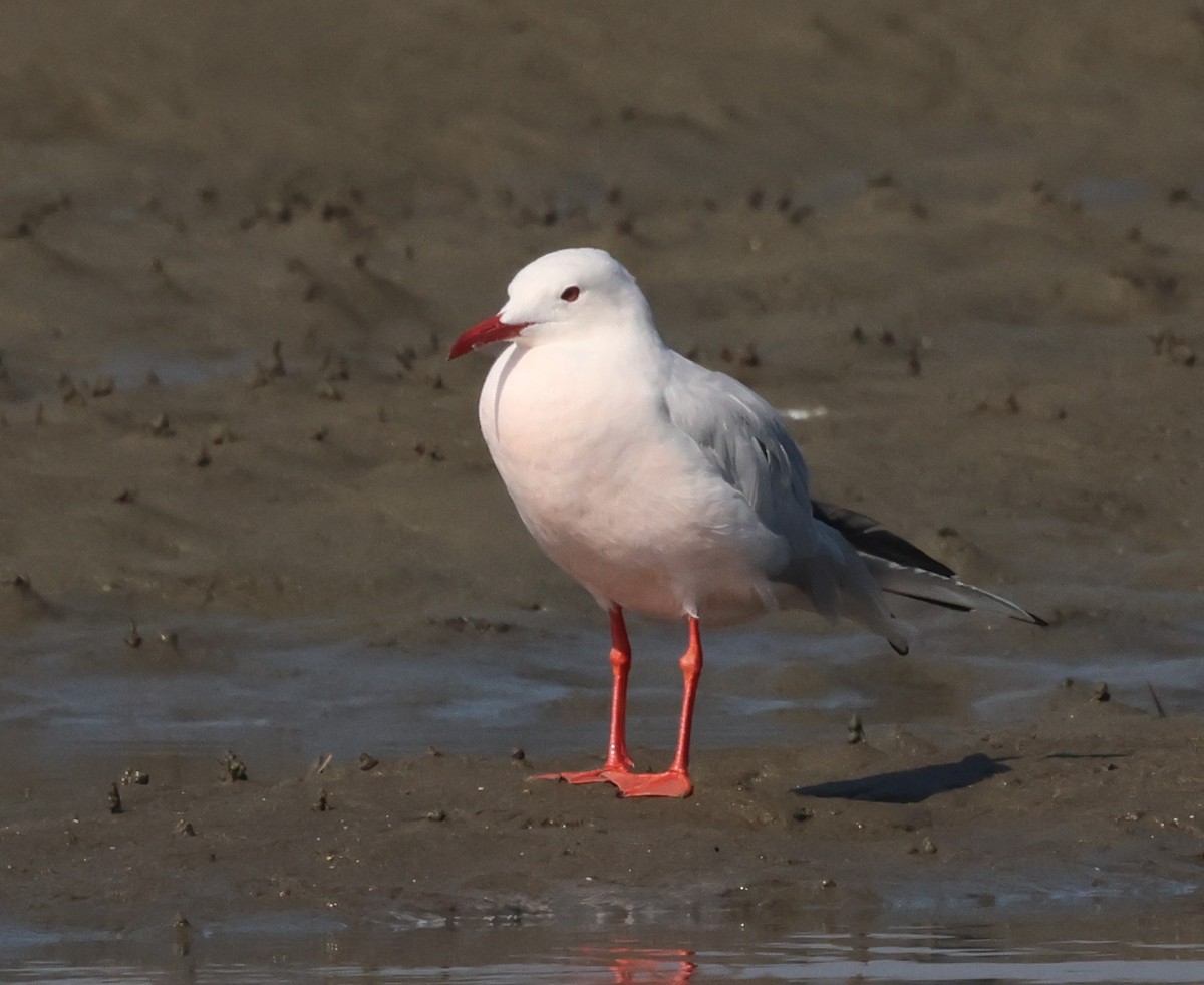 Морской голубок - ML647793492