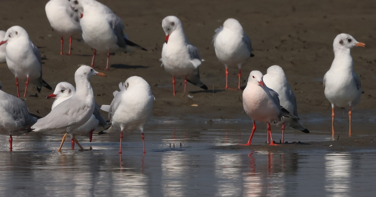 Морской голубок - ML647793493