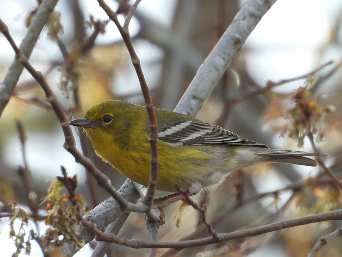 Pine Warbler - ML647793577