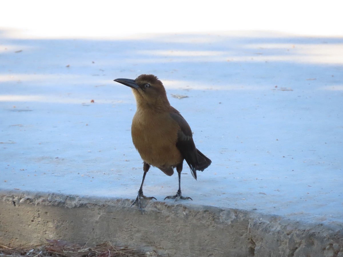 Great-tailed Grackle - ML647793591