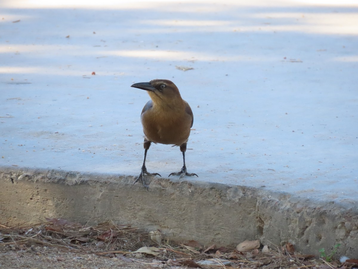 Great-tailed Grackle - ML647793592
