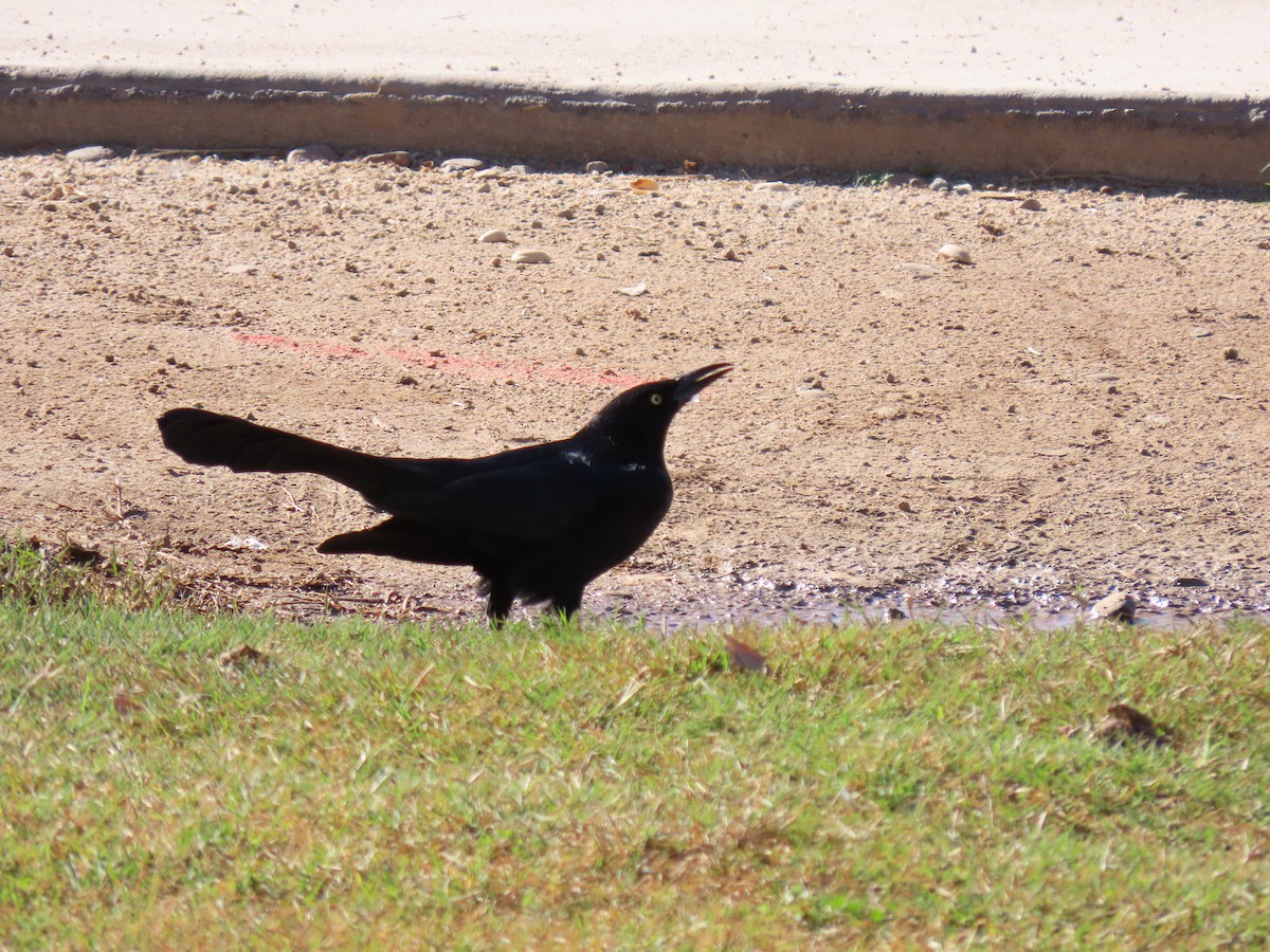 Great-tailed Grackle - ML647793594
