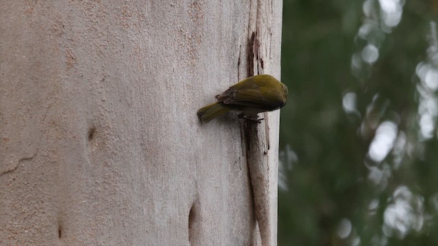 Gilbert's Honeyeater - ML647793613