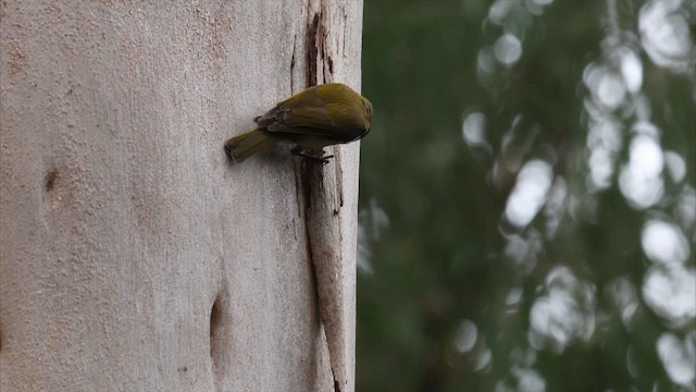 Gilbert's Honeyeater - ML647793620