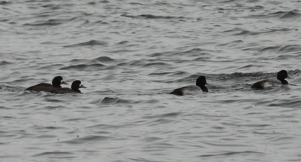 bergand - ML647793628