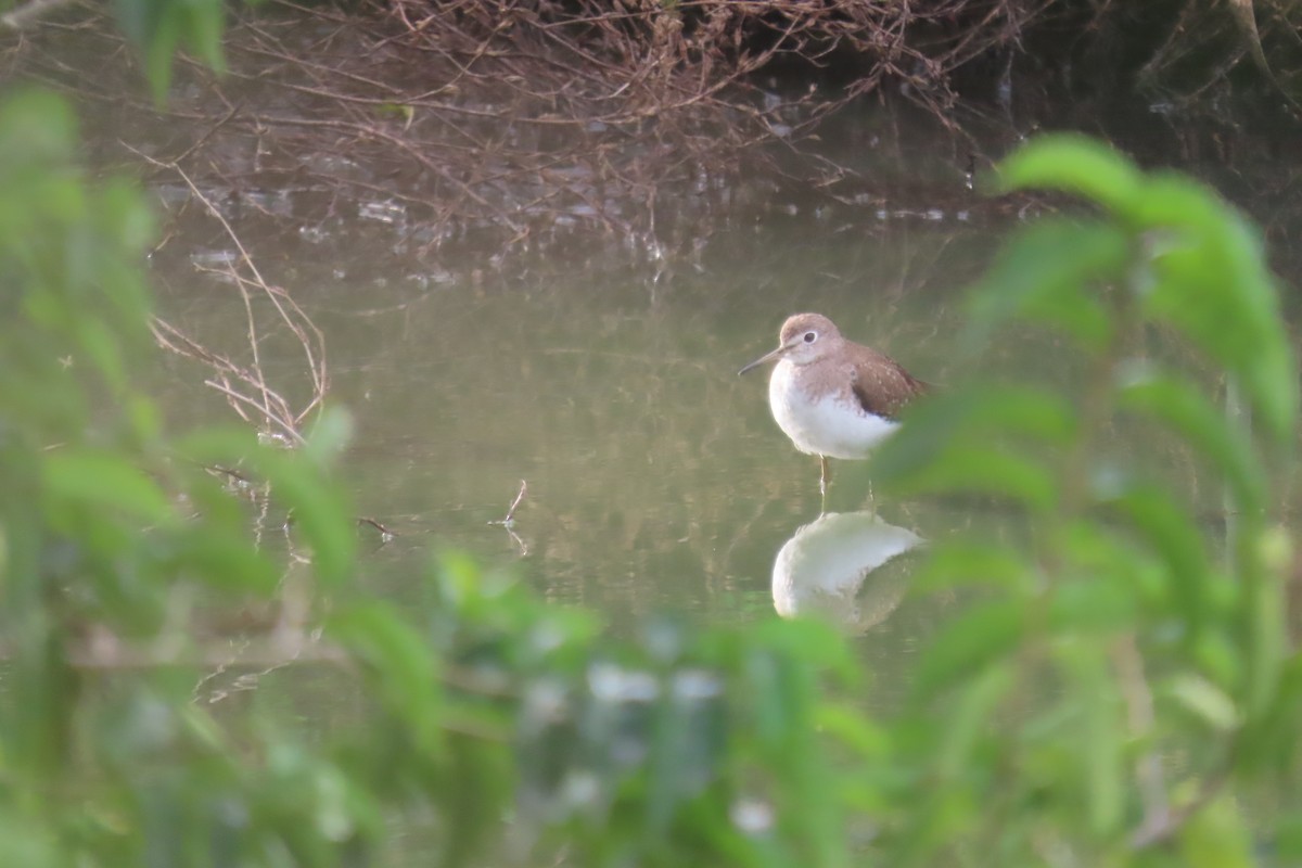 Solitary Sandpiper - ML647793631