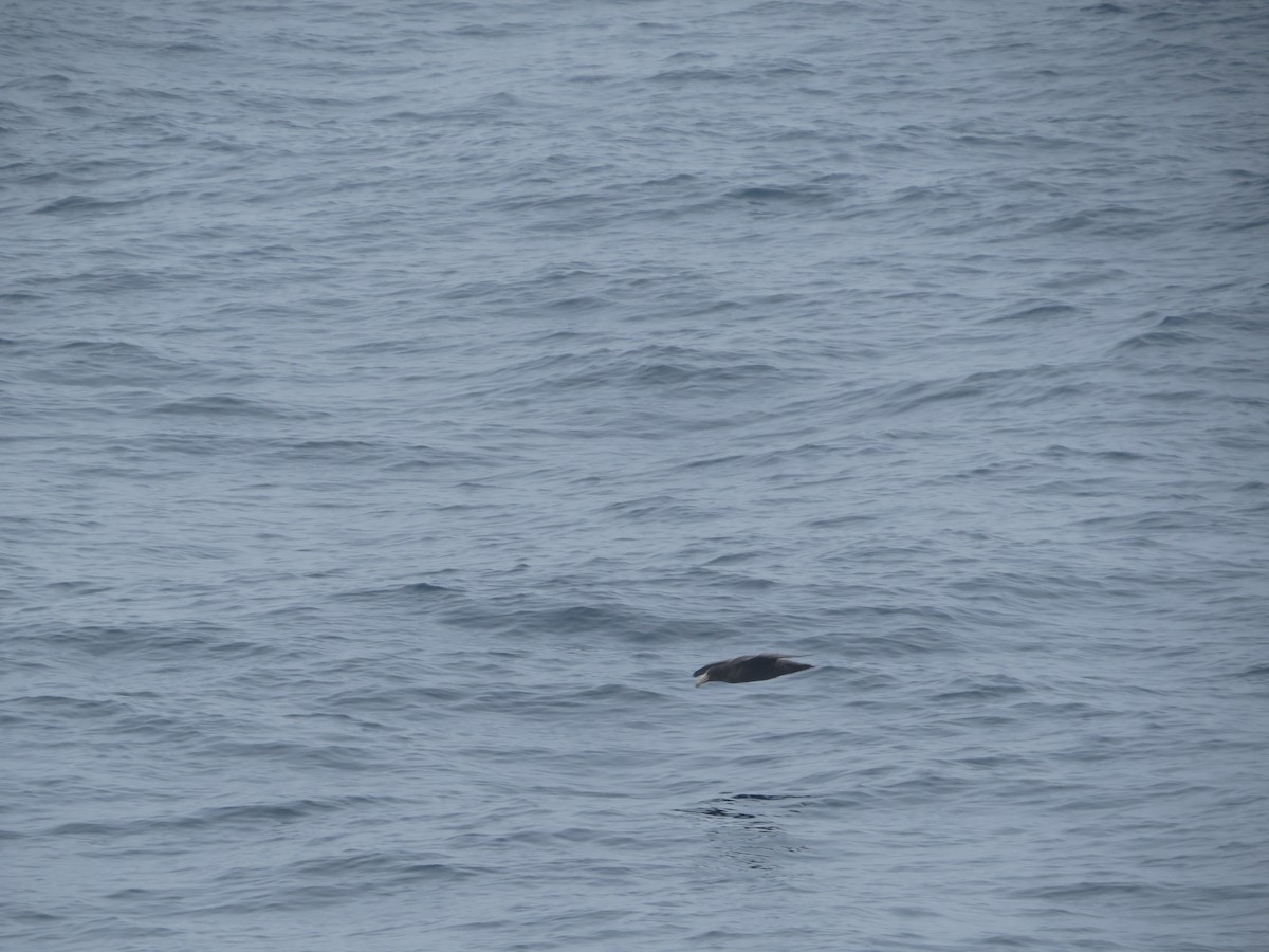 sørkjempepetrell - ML647793706