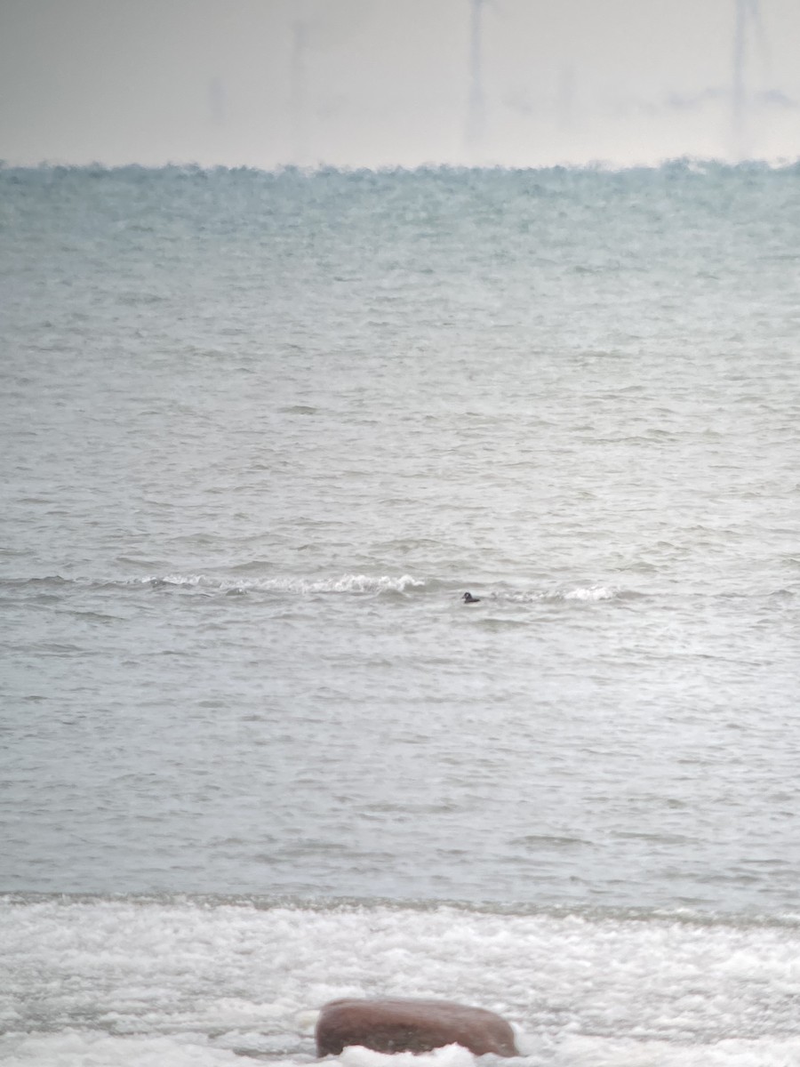 Palyaço Ördeği - ML647793713