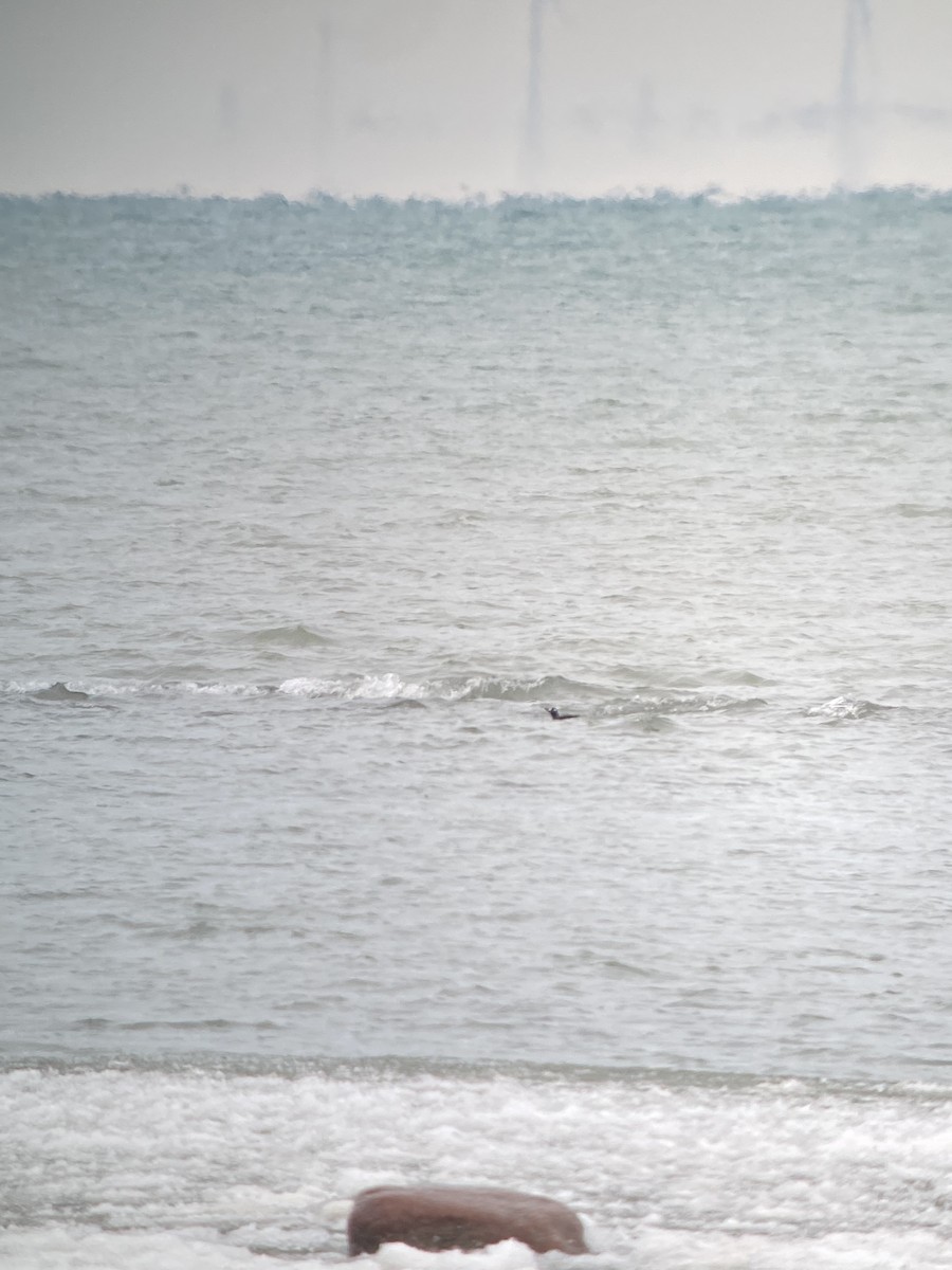 Palyaço Ördeği - ML647793715