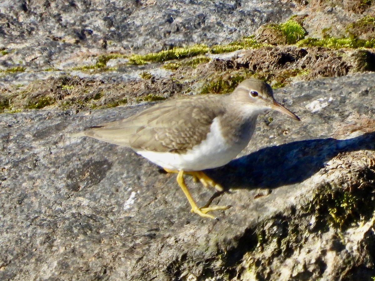 アメリカイソシギ - ML647793718