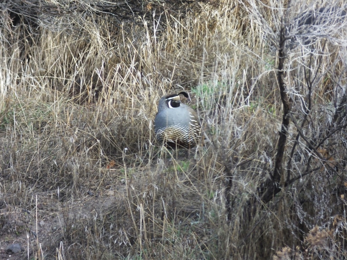 California Quail - ML647793724