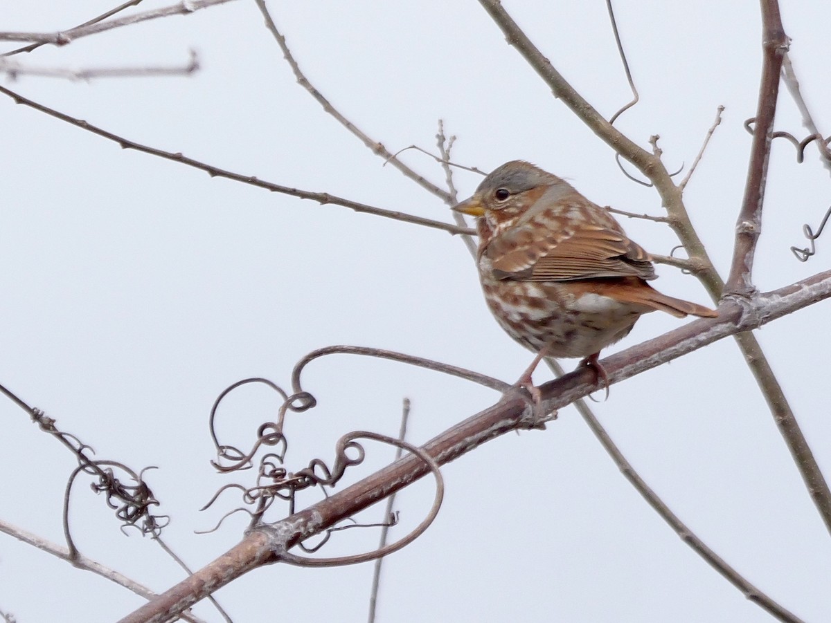 strnadec kaštanový (ssp. iliaca/zaboria) - ML647793754