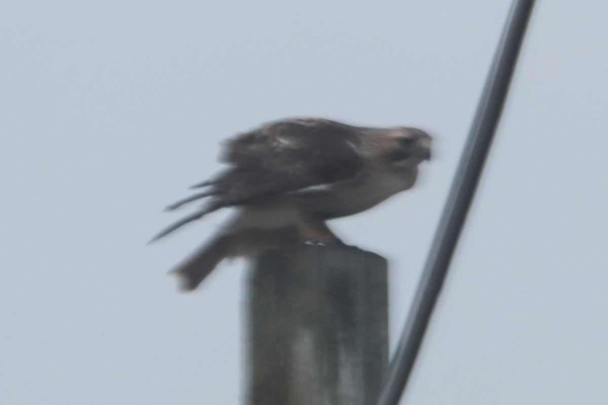 Red-tailed Hawk - ML647793774