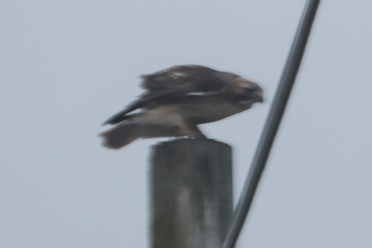 Red-tailed Hawk - ML647793775