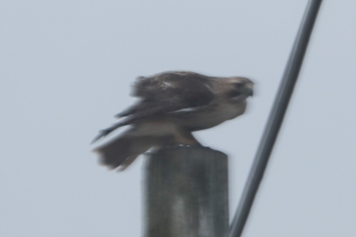 Red-tailed Hawk - ML647793776