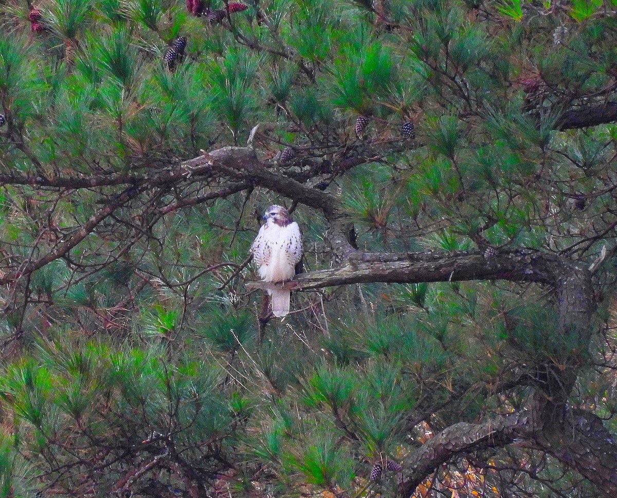 Red-tailed Hawk - ML647793792