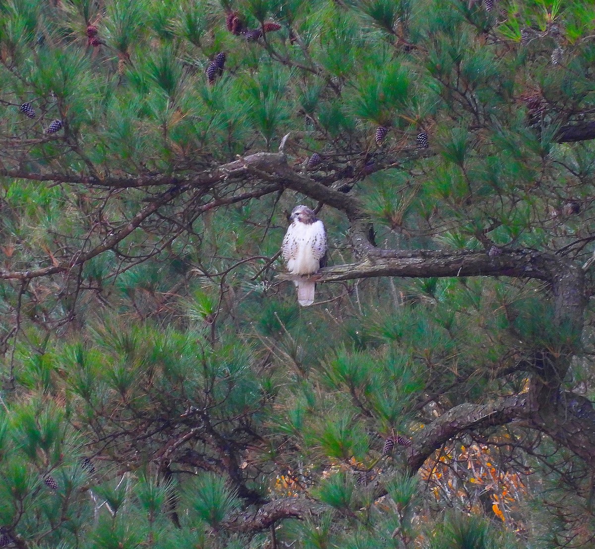 Red-tailed Hawk - ML647793793