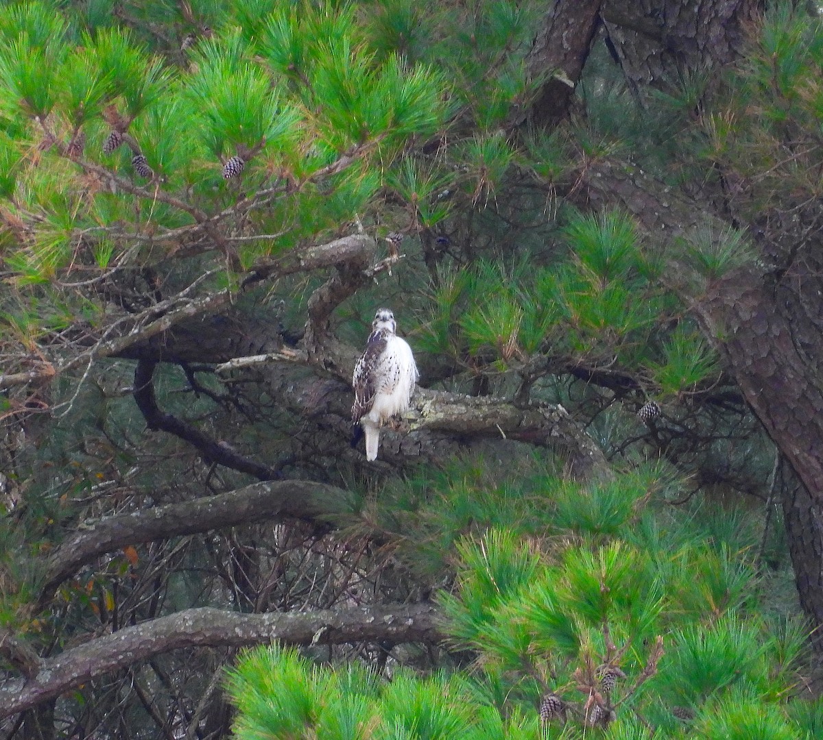 Red-tailed Hawk - ML647793802