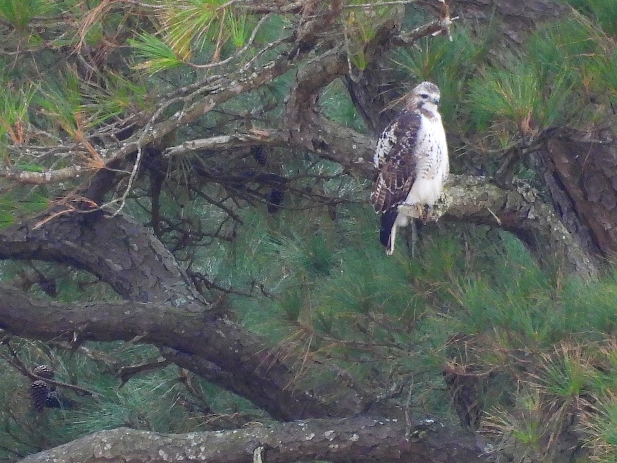 Red-tailed Hawk - ML647793803