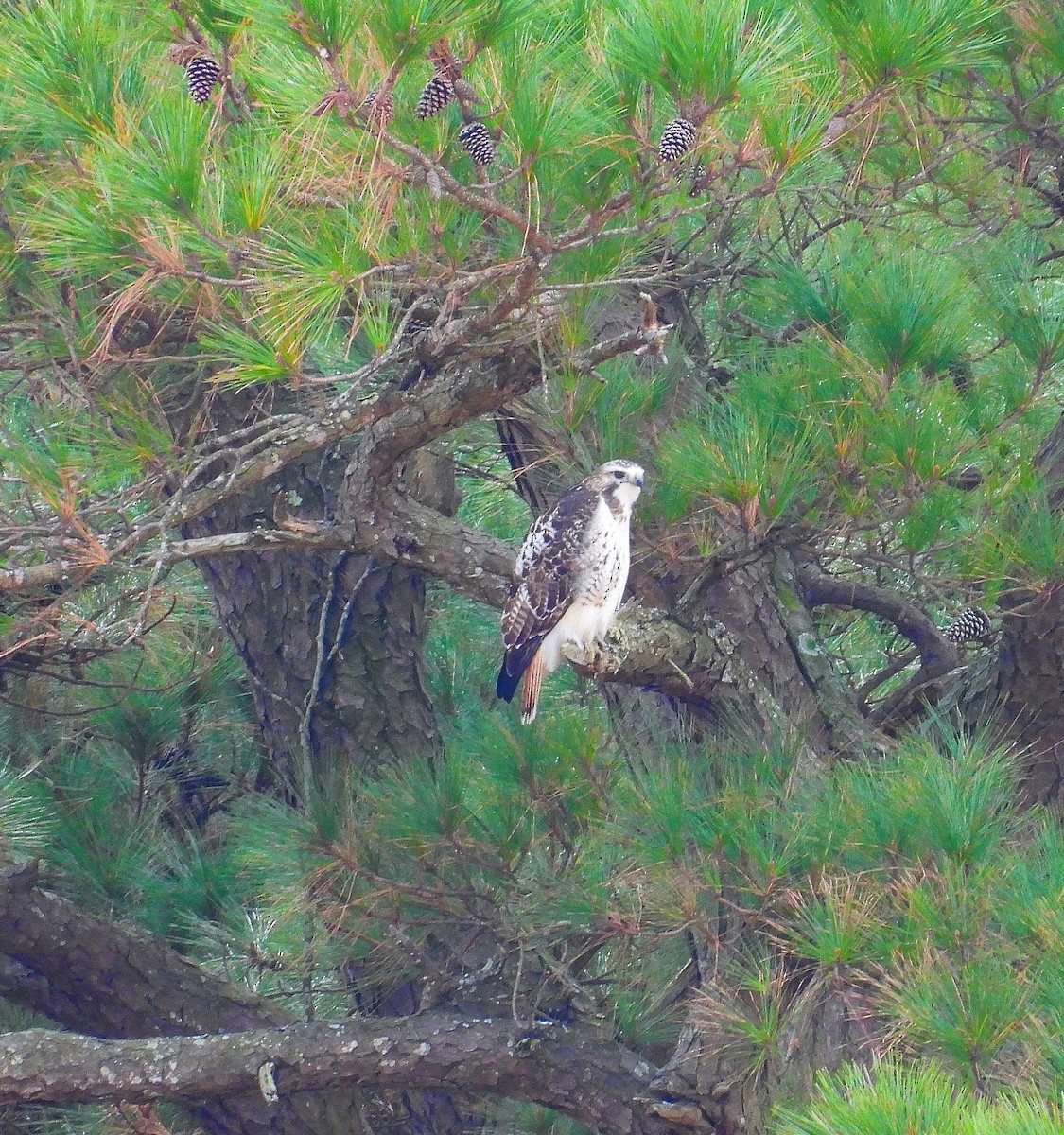 Red-tailed Hawk - ML647793804