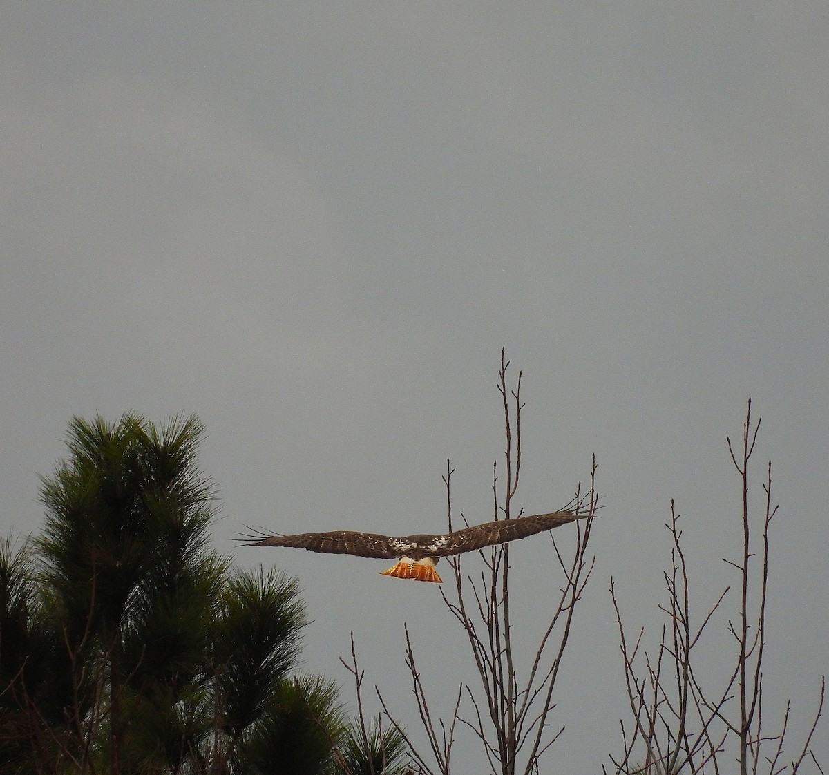 Red-tailed Hawk - ML647793805