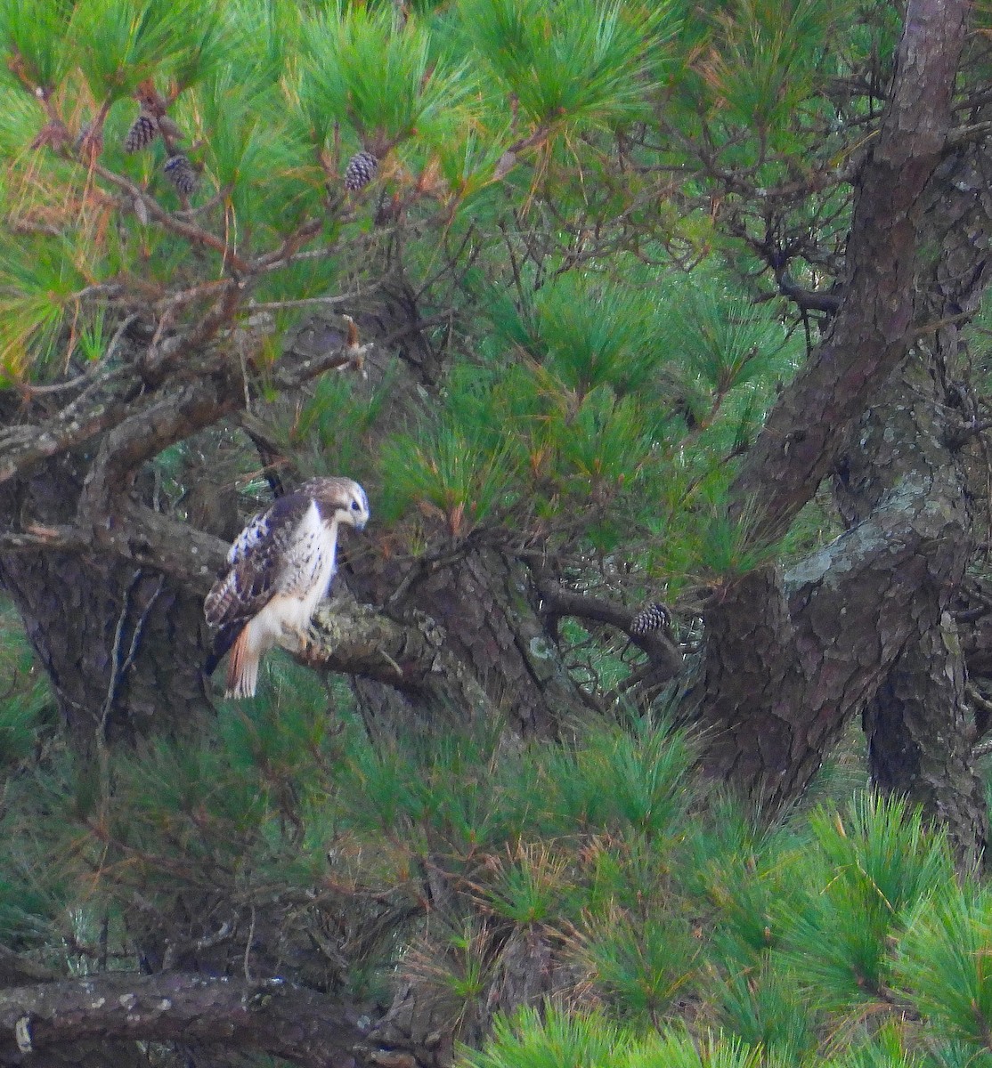 Red-tailed Hawk - ML647793806