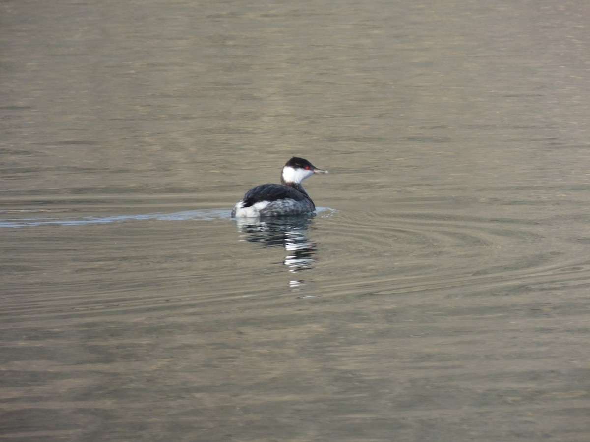 Красношейная поганка - ML647793809