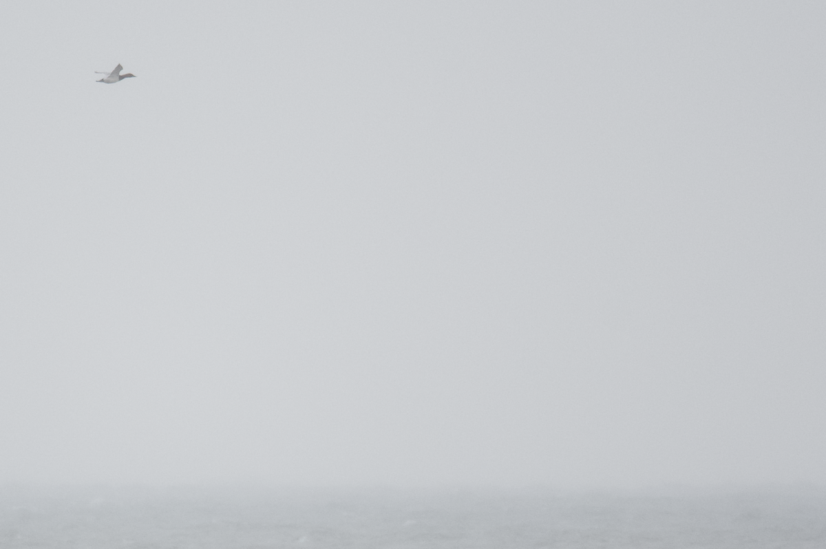 Büyük Elmabaş - ML647793818