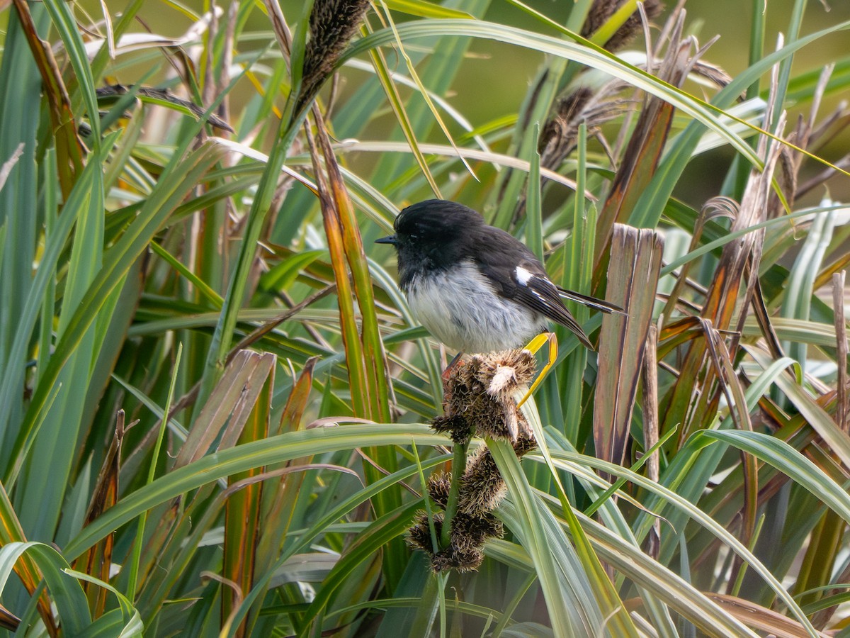 Тоутоваї великоголовий - ML647793821