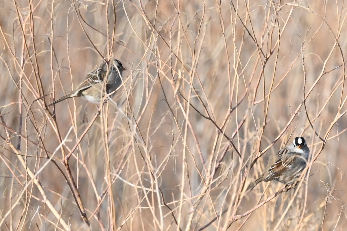 Porsuk Serçesi - ML647793828