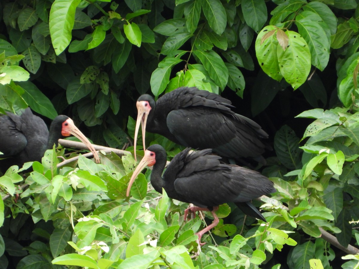 Ibis Afeitado - ML647793843