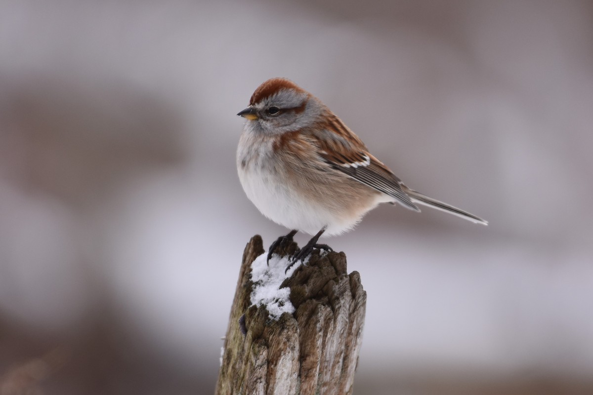 Пасовник північний - ML647793856