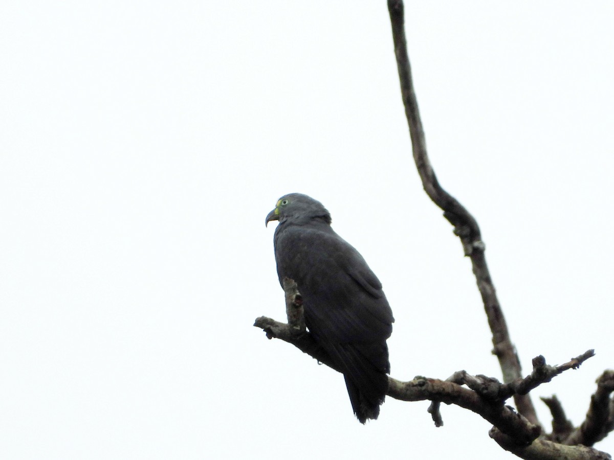 Hook-billed Kite - ML647793861