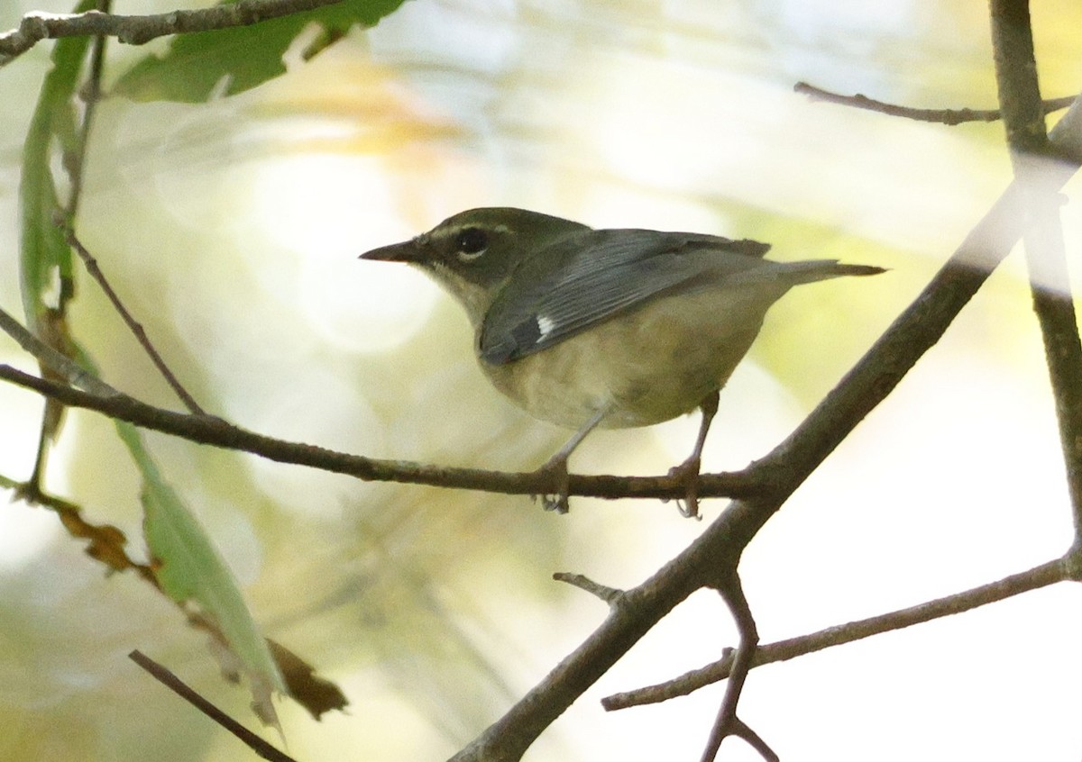 lesňáček modrohřbetý - ML647793871