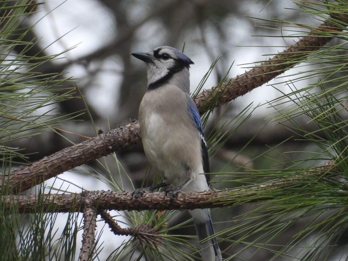 Blue Jay - ML647793874