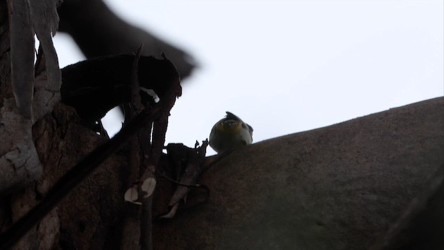 Western Shrike-tit - ML647793875