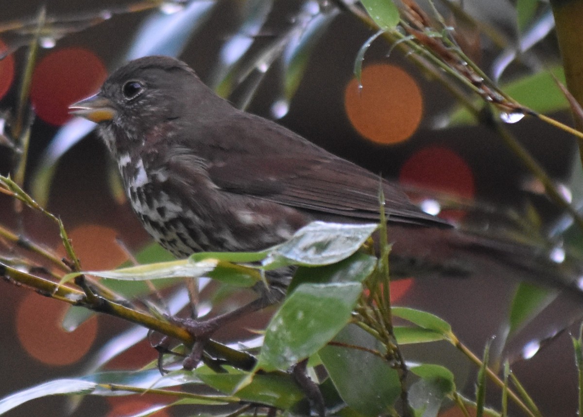 strnadec kaštanový [skupina unalaschcensis] - ML647793878