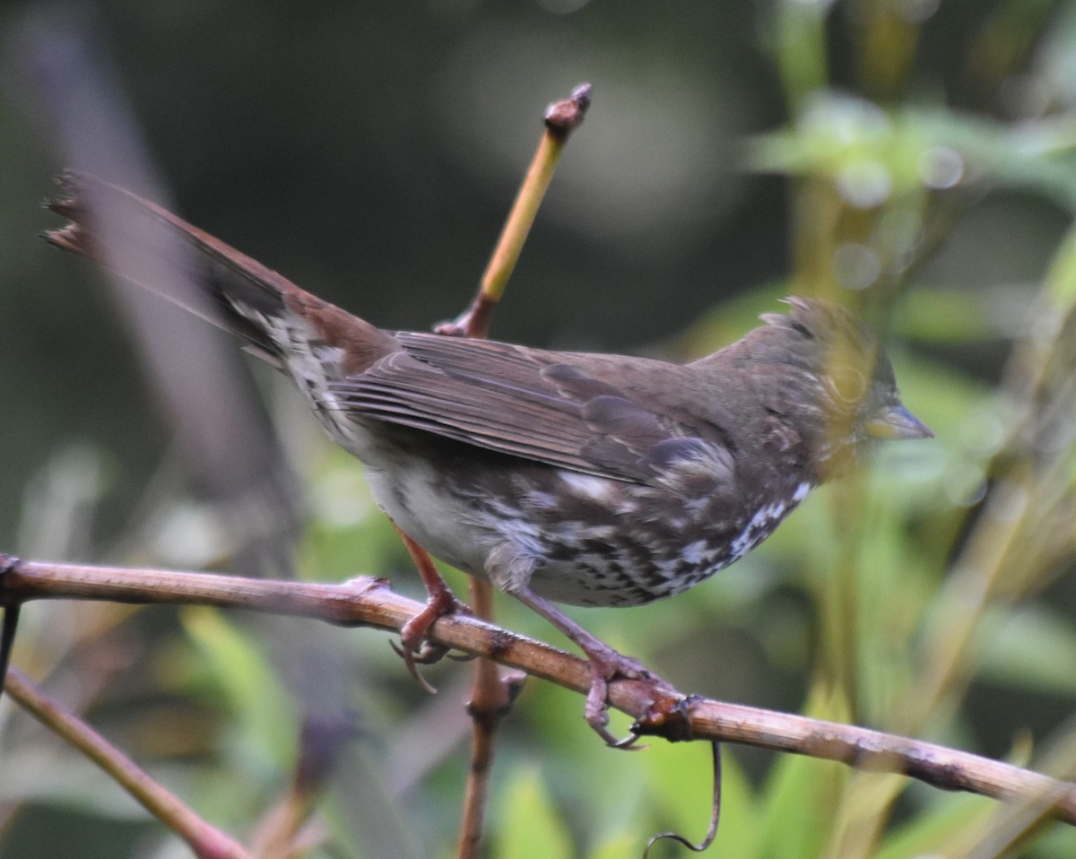 strnadec kaštanový [skupina unalaschcensis] - ML647793879