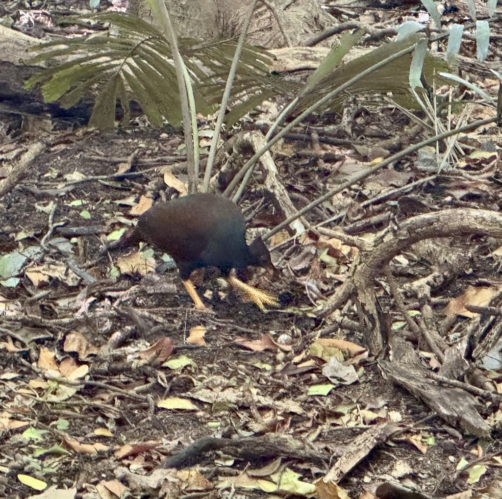 Reinwardt Megapodu - ML647793881