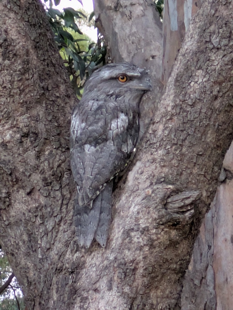 Tawny Frogmouth - ML647793900