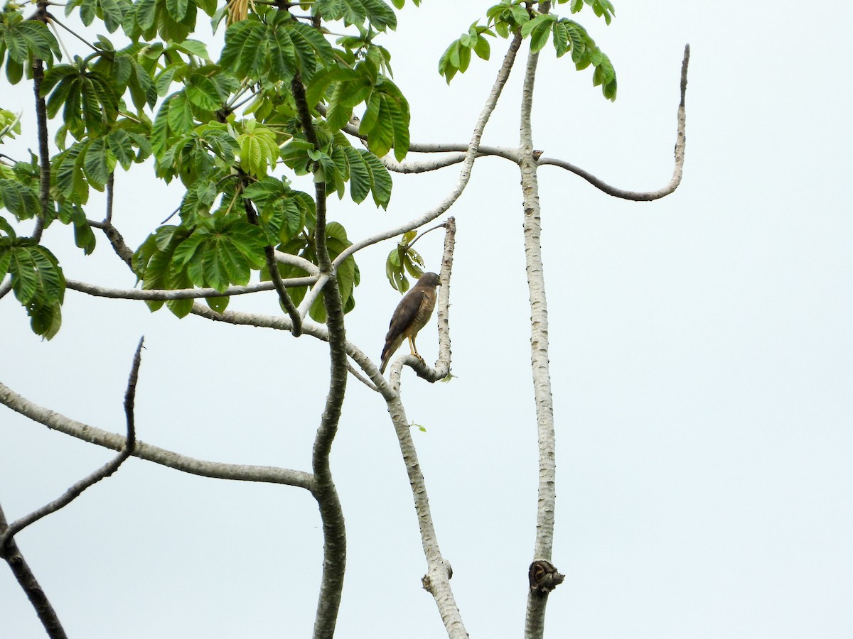 Roadside Hawk - ML647793901