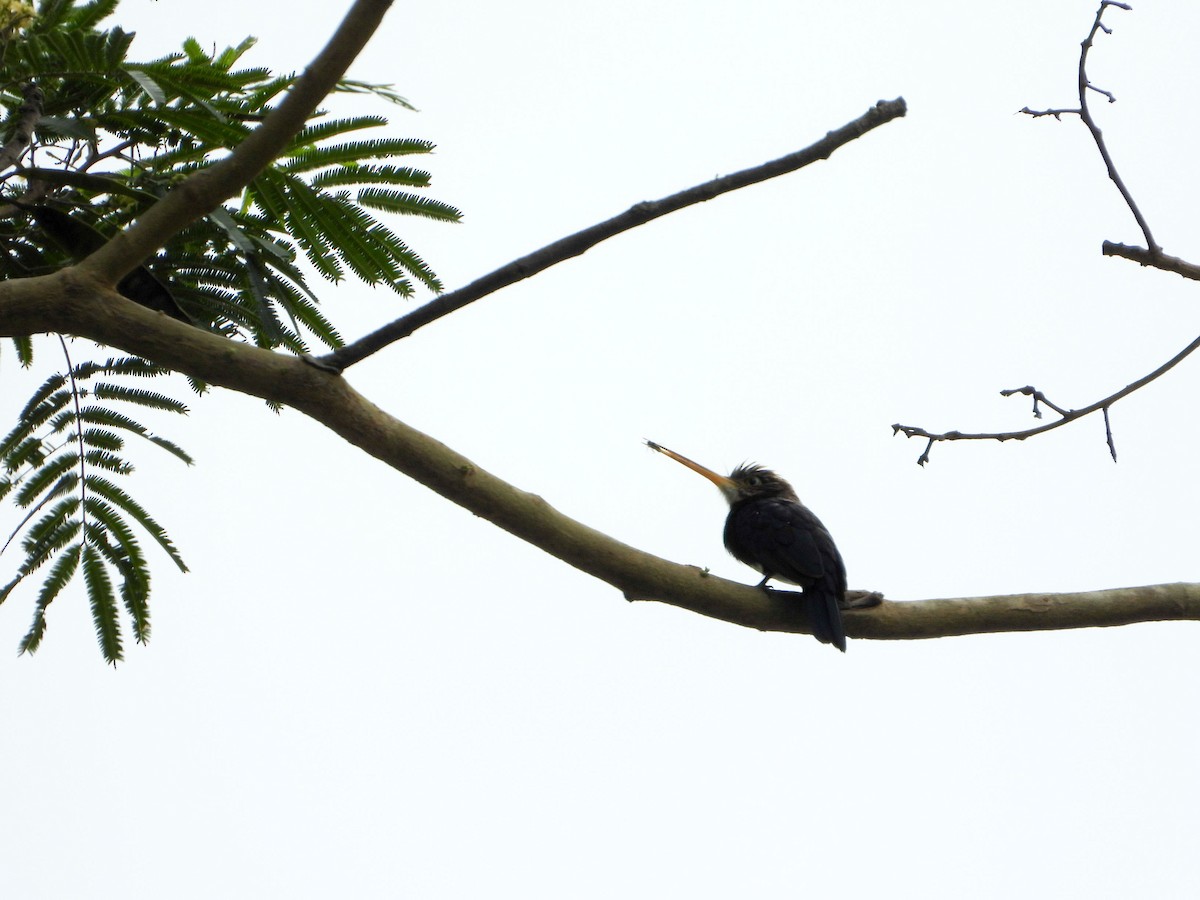 Brown Jacamar - ML647793910