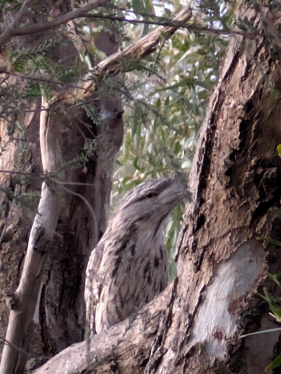 Tawny Frogmouth - ML647793916