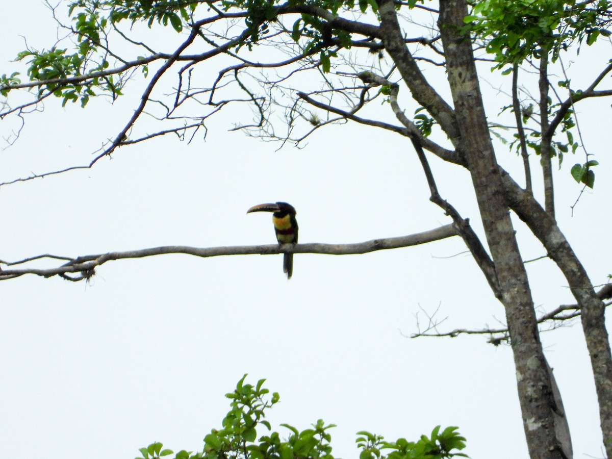 arassari hnědouchý - ML647793918