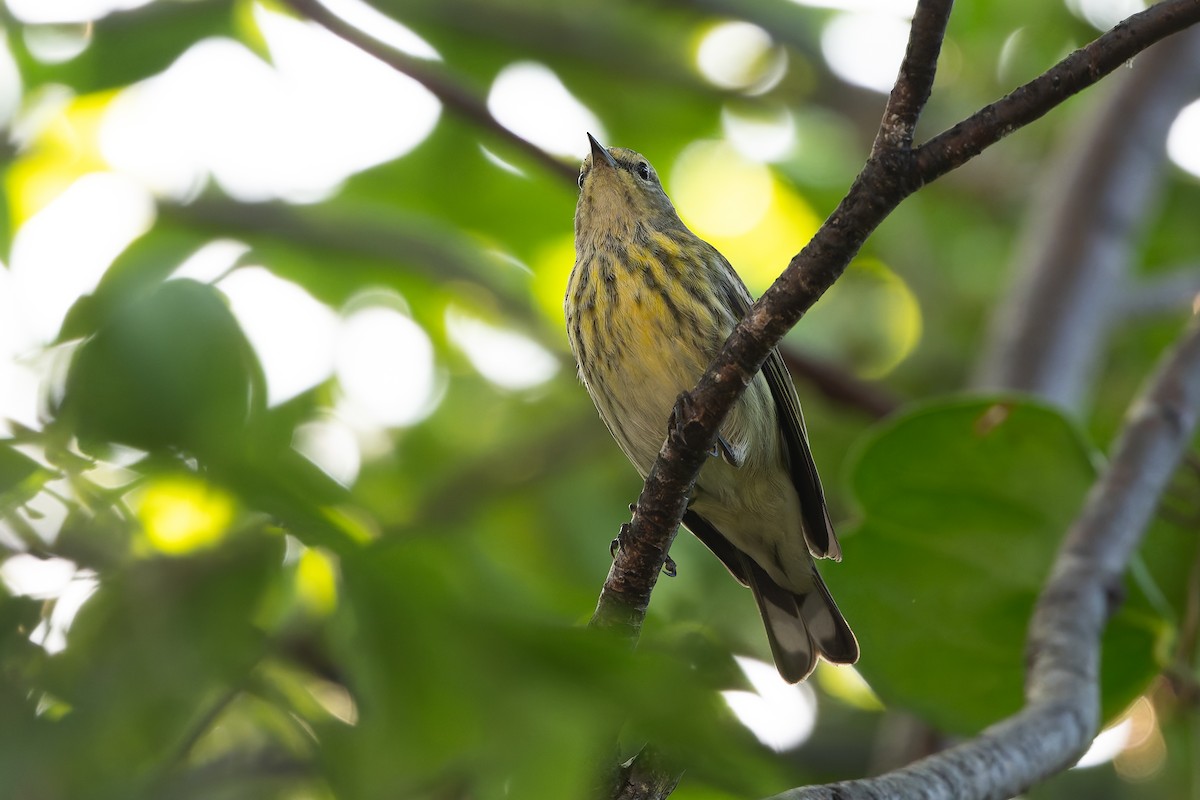 Тигровая древесница - ML647793927