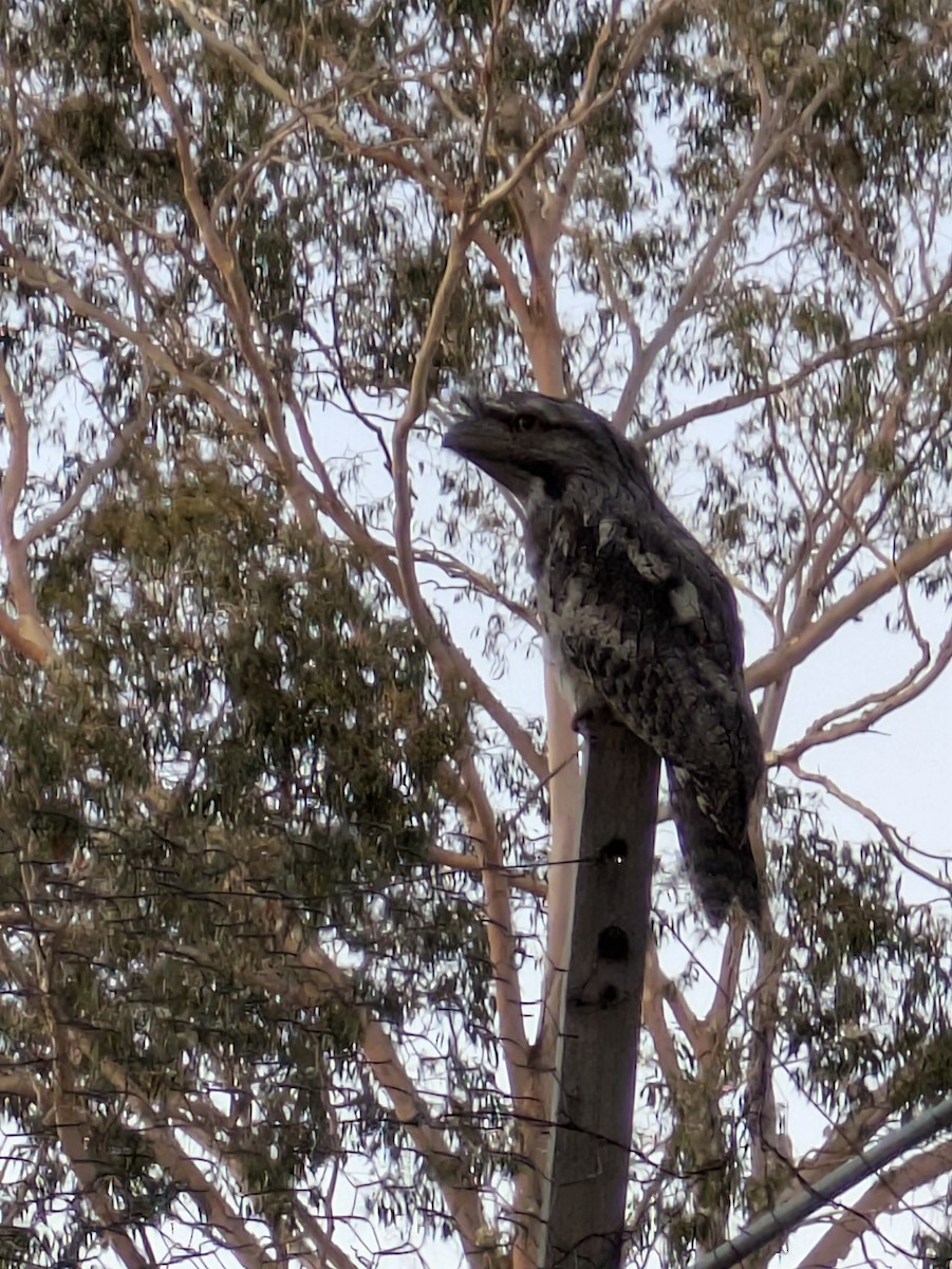 Tawny Frogmouth - ML647793928