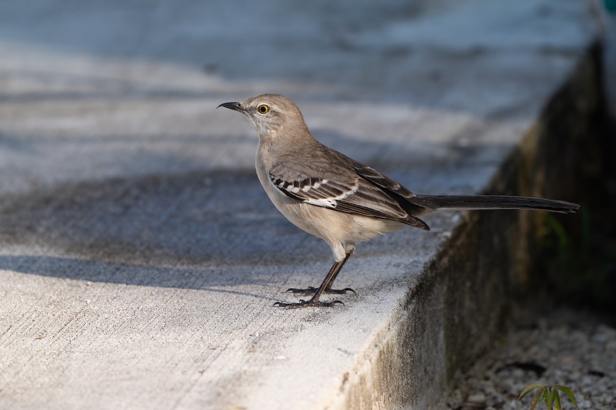 Многоголосый пересмешник - ML647793935